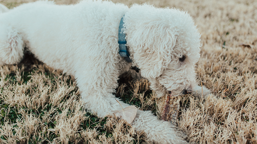 Dog Chewing On Treat
