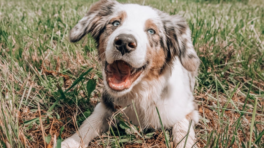 Dog laying in the grass