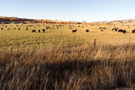 American Farmers Network