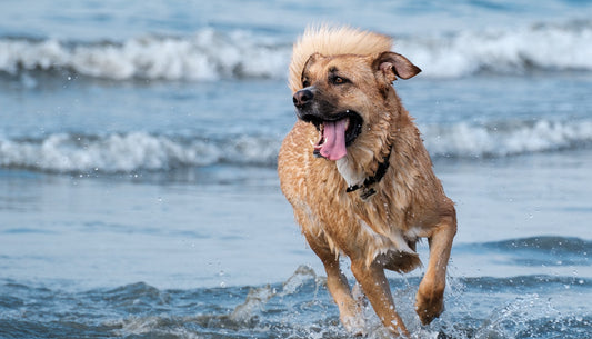 summer activities with a dog
