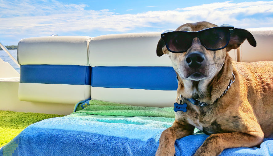 Summer tips for dogs