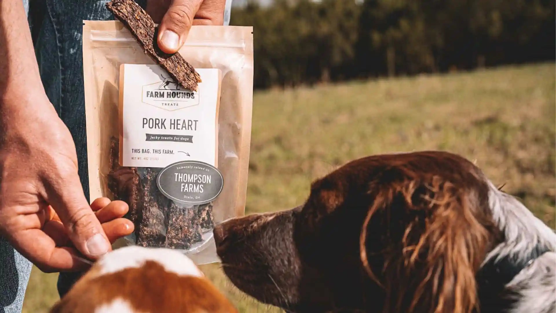Man holding a pork heart treats bag and feeding two spaniels outdoors
