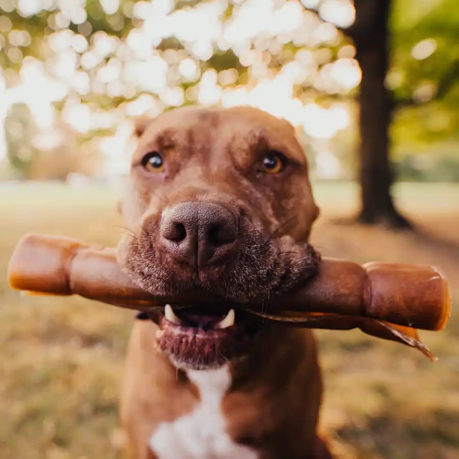 a happy pit bull holding an extra large rawhide roll in their mouth