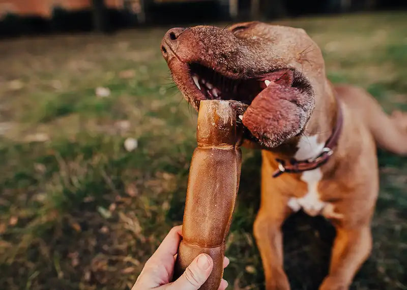 A pit bull happily chewing a rawhide