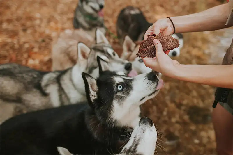several huskies eagerly sitting in front of a woman holding jerky treats