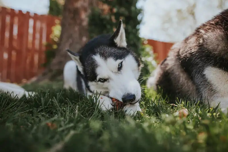 a husky chewing a trachea chew in the sunny backyard grass