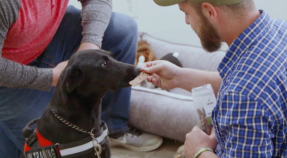 a man feeding a black lab service dog farm hounds chicken strips