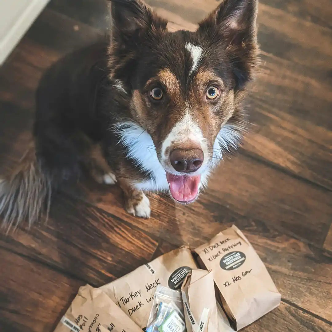 border collie eagerly sitting next to a selection of chews