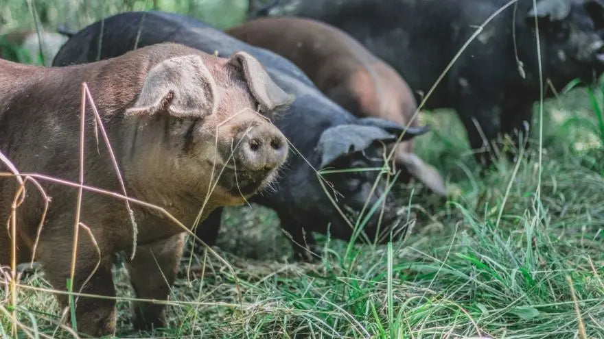 Two New Indiana Farm Partners! Farm Hounds