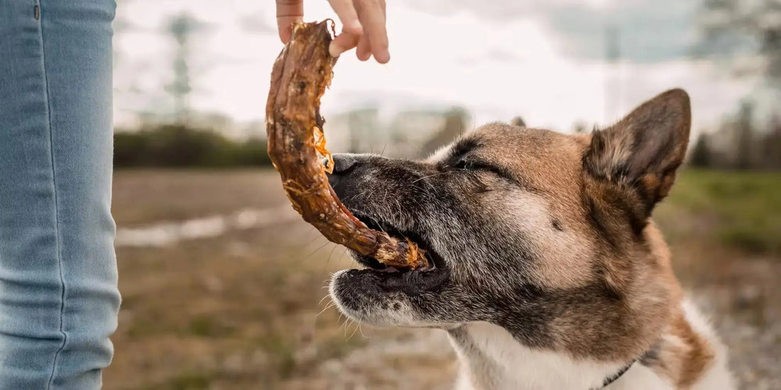 Named-Farm Sourcing: Why It Changes Everything for Your Dog Farm Hounds