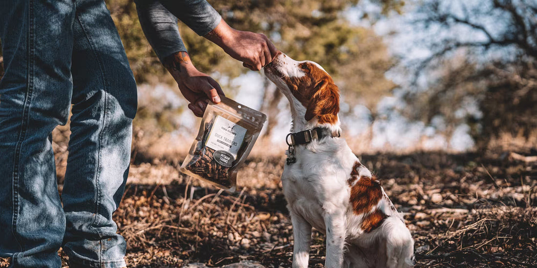 Best Dog Treats: A Vet-Style Guide to Safer Picks