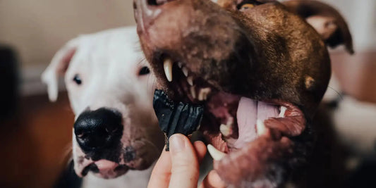 Organ Treats & Dog Gut Health: How Liver, Heart, Kidney & Gizzards Support Digestion Farm Hounds