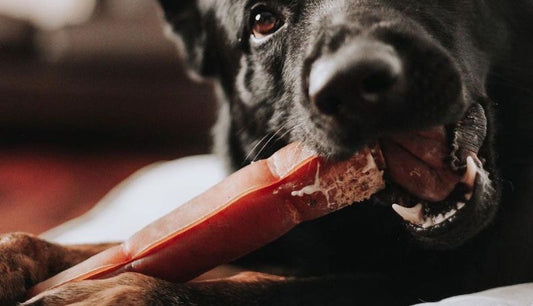 Dog chewing beef hide for dental health — Farm Hounds natural dog chews