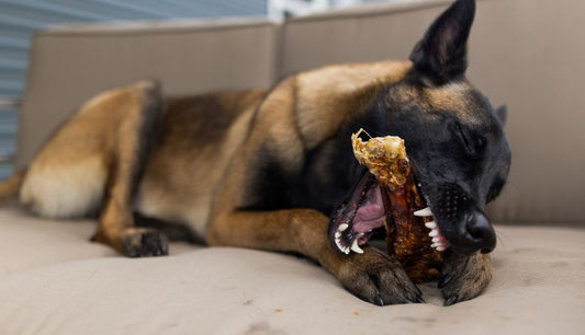 Dog chewing a natural beef hide chip from Farm Hounds — mental benefits of chewing