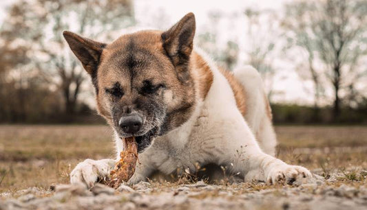 Dog chewing a natural dog treat outdoors — Farm Hounds National Pet Dental Month