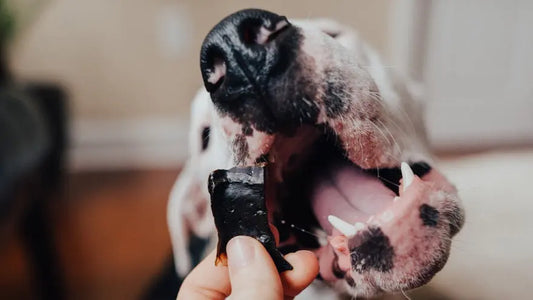 Close-up of dog taking a treat from owner 