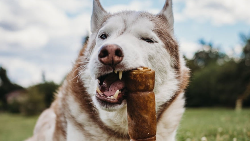 Husky Chewing on a beef hide roll 