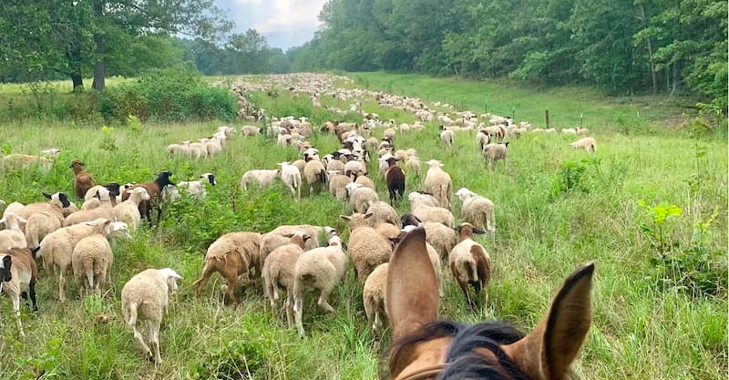 Sourcing Update: Lamb Farm Hounds