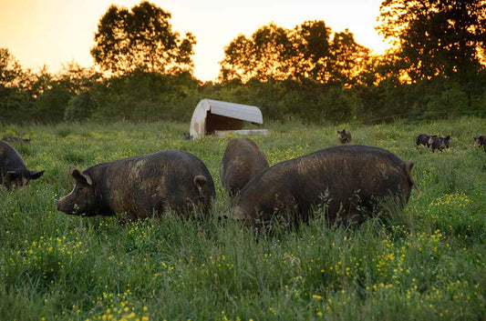 Heritage Foods Farm Hounds