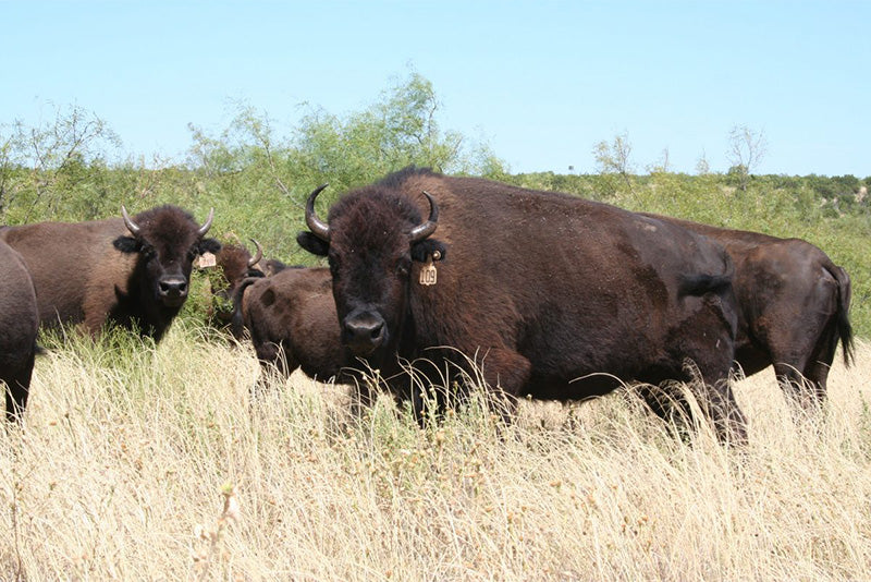 Southwest Bison