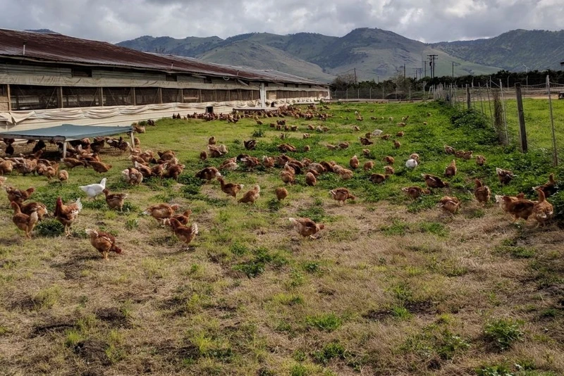 Pitman Family Farms