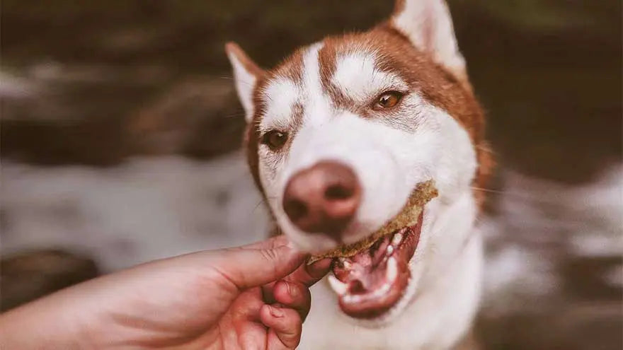 More Than Just a Bag of Treats Farm Hounds