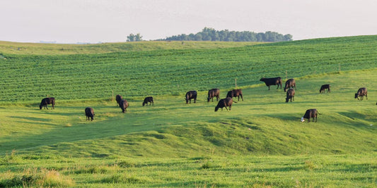 American Farmers Network