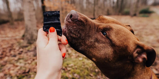 dog sniffing a beef liver treat, the best organ treats for dogs