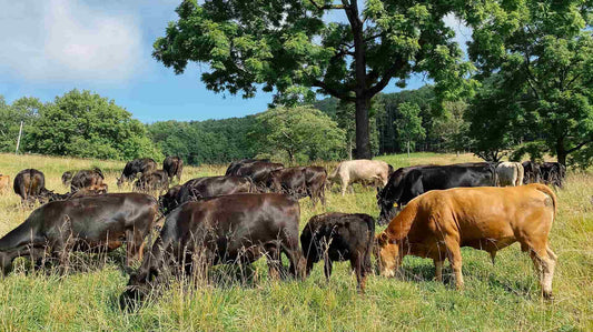 Brasstown Beef Farm Hounds