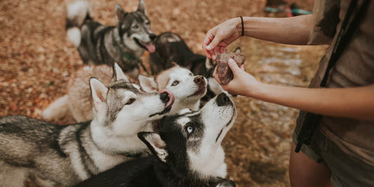 a happy pack of huskies sniffing dehydrated dog treats