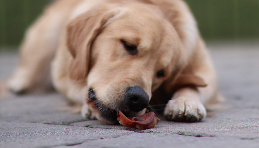 dog taste buds flavor profiles