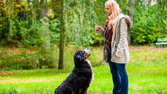 Interview with a Professional Dog Trainer