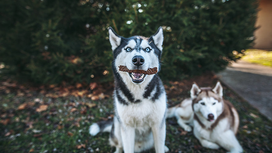 The Best Kinds of Treats For Diabetic Dogs