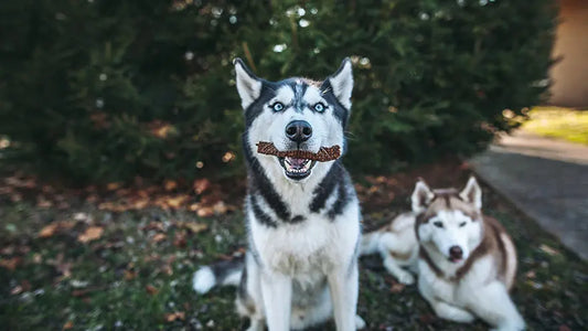 The Best Kinds of Treats For Diabetic Dogs Farm Hounds