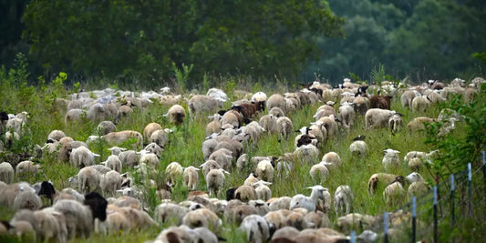 Mo-Mi Lamb Farm Hounds