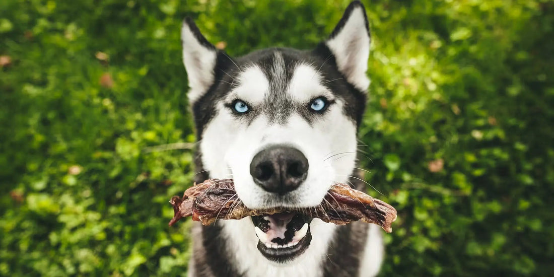 Natural Dog Chews: What That Word Actually Should Mean Farm Hounds