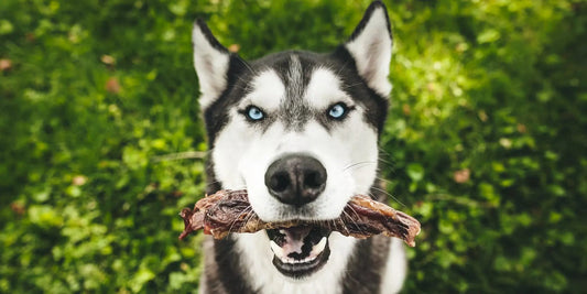 Natural Dog Chews: What That Word Actually Should Mean Farm Hounds