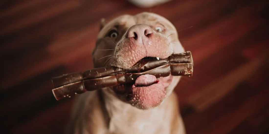 Excited dog holding a natural rawhide free dog chew