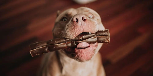 Excited dog holding a natural rawhide free dog chew