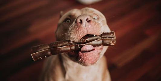 Excited dog holding a natural rawhide free dog chew