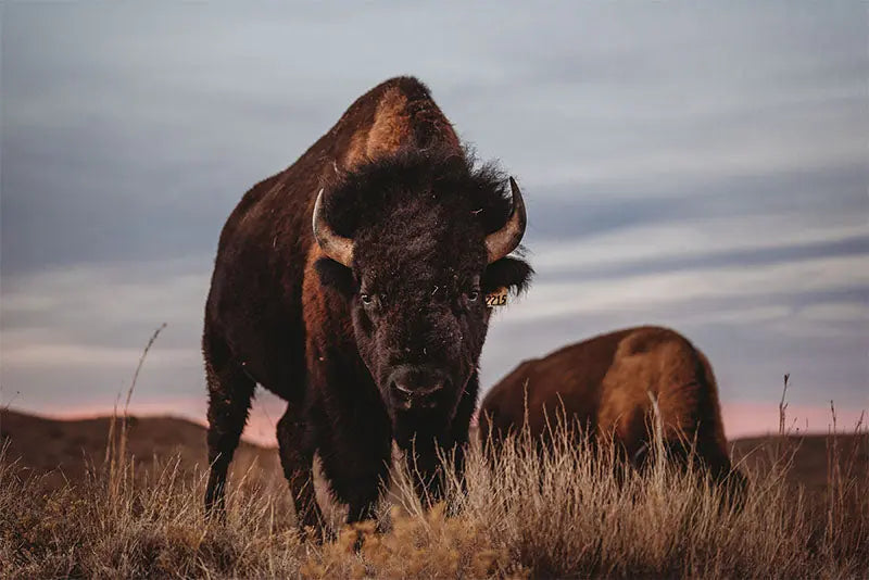 Northstar Bison Farm Hounds