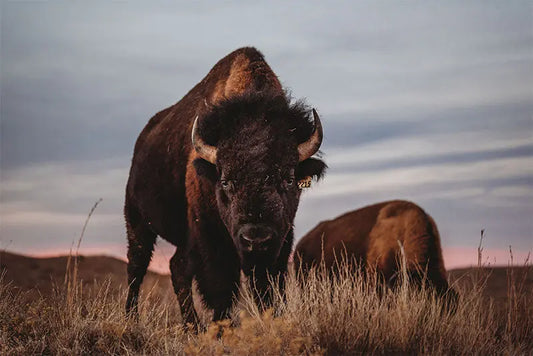 Northstar Bison Farm Hounds
