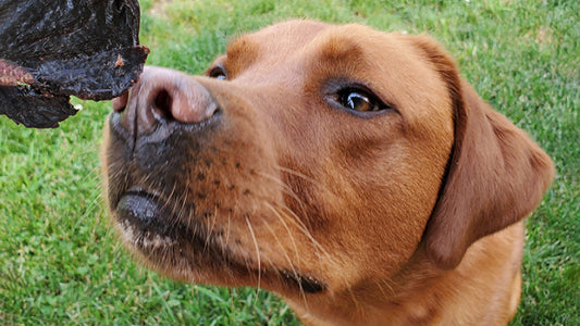 Puppy Playing With Pig Ear