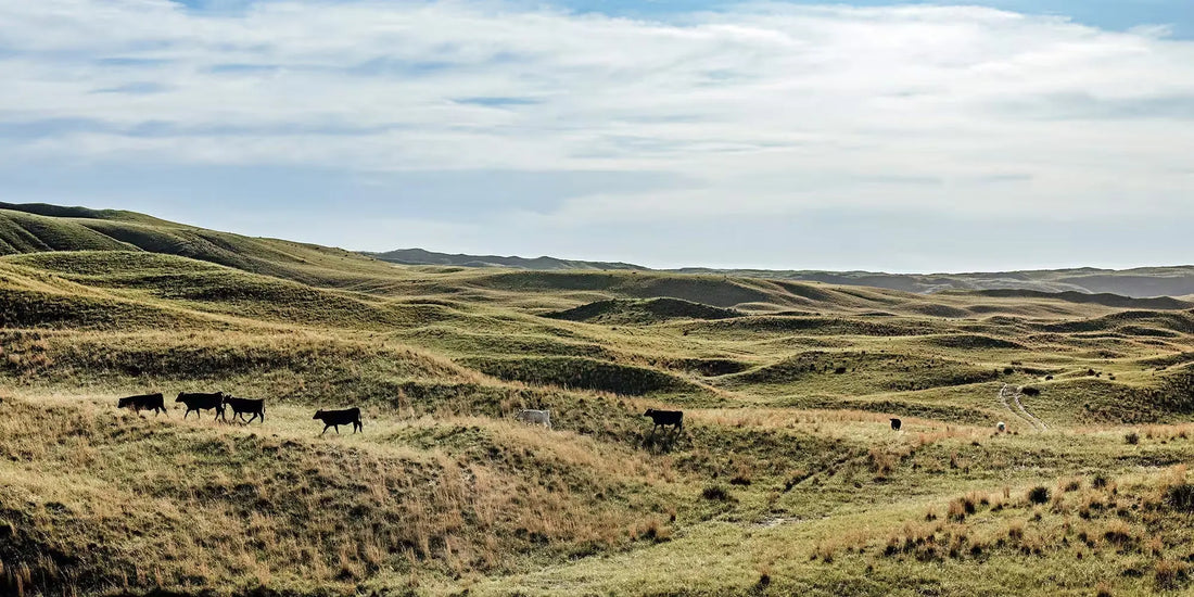Open Range Beef Farm Hounds