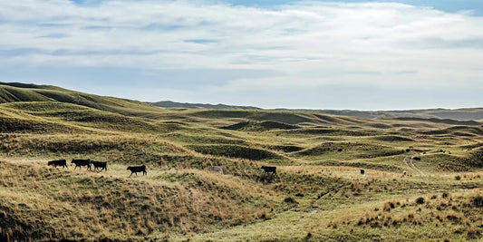 Open Range Beef Farm Hounds