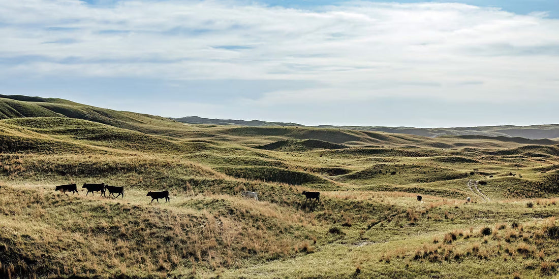 Open Range Beef