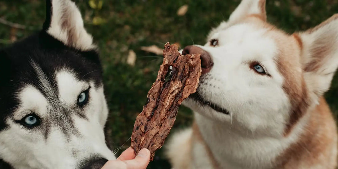 two husky dogs sniffing an organ treat outdoors