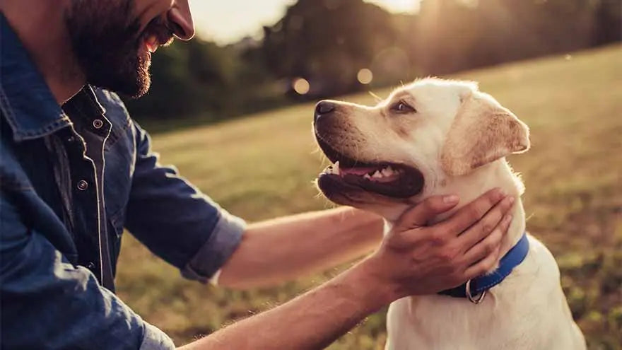 How to Speak Dog Farm Hounds