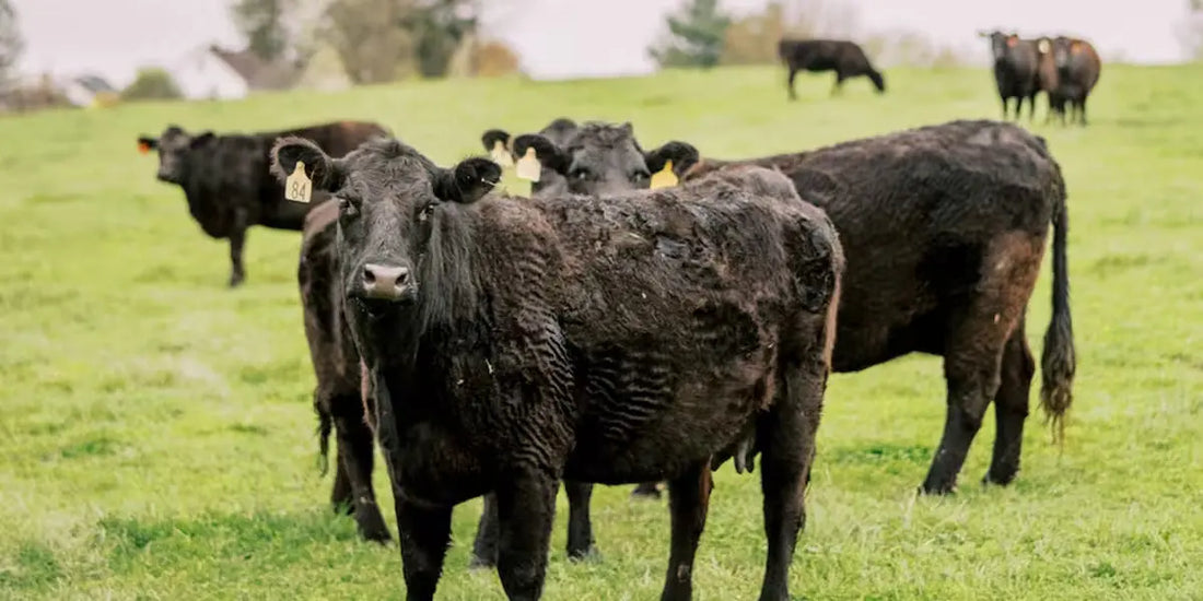 Meet Sunrise Farms: A Family Farm Built on Integrity Farm Hounds