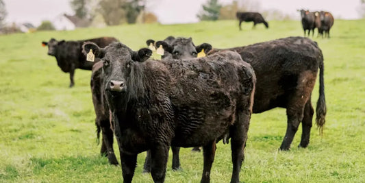 Meet Sunrise Farms: A Family Farm Built on Integrity Farm Hounds